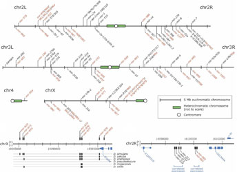 drosophila genetic map